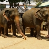 Zdjęcie ze Sri Lanki - codziennie o 12.00 w południe słonie kończą kąpiel w rzece