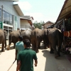 Zdjęcie ze Sri Lanki - przemarsz słoni wśród straganów z pamiątkami wzbudza tu spory entuzjazm:)