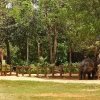 Zdjęcie ze Sri Lanki - słoniowy wybieg w sierocińcu w Pinnawali