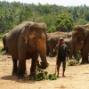Zdjęcie ze Sri Lanki - Pinnawala- słoniowy sierociniec