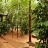 Zdjęcie ze Sri Lanki - ajurwedyjski ogród przypraw w Matale