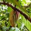 Zdjęcie ze Sri Lanki - najpyszniejsze warzywo świata! - kakaowiec:)