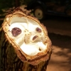 Zdjęcie ze Sri Lanki - niepozorne wnętrze kakaowca