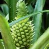 Zdjęcie ze Sri Lanki - pospolitym znany nam ananas