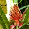 Zdjęcie ze Sri Lanki - mało pospolity i raczej nieznany nam ananas czerwony