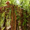 Zdjęcie ze Sri Lanki - tak rośnie wanilia