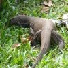 Zdjęcie ze Sri Lanki - cejlońska fauna pod postacią warana:)