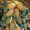Zdjęcie ze Sri Lanki - ananasy walają się tu wszędzie wprost na ziemi tuż przy straganach