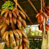 Zdjęcie ze Sri Lanki - czerwone bananki