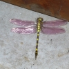 Zdjęcie ze Sri Lanki - różowoskrzydła ważka