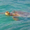 Zdjęcie z Nowej Kaledonii - Żółwik nie chcial podplynac blisko :(