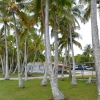 Zdjęcie z Nowej Kaledonii - Las palmas w Tadine