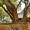 Zdjęcie ze Sri Lanki - pielgrzymi pod drzewem Bo