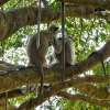 Zdjęcie ze Sri Lanki - czego jest więcej?: gałęzi czy langurowych ogonów?:)