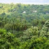 Zdjęcie ze Sri Lanki - coraz wyżej i wyżej.... mozna podziwiac cudne widoki na tropikalną zieleń