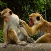 Zdjęcie ze Sri Lanki - małpie gangi