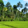 Zdjęcie ze Sri Lanki - soczyście zielone  pola ryżowe....