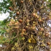 Zdjęcie ze Sri Lanki - po raz pierwszy spotykamy to drzewo zwane tu: armatnie kule:)