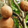 Zdjęcie ze Sri Lanki - owoce tego drzewa ( fachowo: to czerpnia gujańska) faktycznie wyglądają jak kule armatnie:)