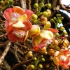 Zdjęcie ze Sri Lanki - czerpnia gujańska ma niezwykle piekne i wonne kwiaty