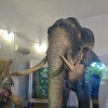 Zdjęcie ze Sri Lanki - Radża Tusker w całej okazałości w swoim słoniowym mauzoleum