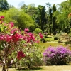 Zdjęcie ze Sri Lanki - Królewski Ogród Botaniczny w Peradeniya 