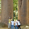 Zdjęcie ze Sri Lanki - potężne drzewa tzw:"słoniowe nogi" :)