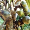 Zdjęcie ze Sri Lanki - lodoicja- palma seszelska - unikatowa w kolekcjach ogrodów botanicznych świata 