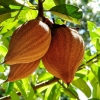 Zdjęcie ze Sri Lanki - jeszcze nie zidentyfikowałam co to za owoce, ale pięknie wyglądały...