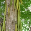 Zdjęcie ze Sri Lanki - drzewo świeczkowe - nazwa adekwatna do wyglądu:)
