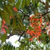 Zdjęcie ze Sri Lanki - niezwykle delikatne kwiaty Amherstii