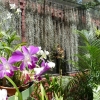 Zdjęcie ze Sri Lanki - w Ogrodzie Orchidei