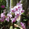 Zdjęcie ze Sri Lanki - sektor orchidei wyjątkowo piękny; rosło tu 500 gatunków storczyków i wszystkie w fazie kwitnienia! 