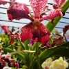 Zdjęcie ze Sri Lanki - ogród orchidei