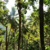 Zdjęcie ze Sri Lanki - gdzieś w lankijskim  lesie...