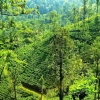 Zdjęcie ze Sri Lanki - herbaciany zawrót głowy
