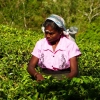 Sri Lanka - Cz. III - Kraina Herbatą Płynąca....