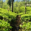 Zdjęcie ze Sri Lanki - zielono mi.... :)