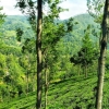 Zdjęcie ze Sri Lanki - bardzo zielono mi.... :)