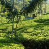 Zdjęcie ze Sri Lanki - wybaczcie mi taką ilość zdjęć samych herbacianych krzewów