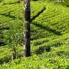 Zdjęcie ze Sri Lanki - no to jeszcze trochę herbatki:)