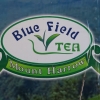 Zdjęcie ze Sri Lanki - Fabryka Herbaty na plantacji  Blue Field 