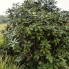 Zdjęcie ze Sri Lanki - rośnie tu mnóstwo dzikich rododendronów; 