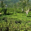 Zdjęcie ze Sri Lanki - wraxając z Hortona jechaliśmy bardziej na południe mijając okoliczne uprawy herbaty w Małej Anglii