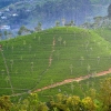 Zdjęcie ze Sri Lanki - widok z hotelowego okna na całą górę herbaty:)