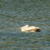 Zdjęcie ze Sri Lanki - pelikan najedzony :)