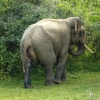 Zdjęcie ze Sri Lanki - pierwszy napotkany w Yala dziki słoń