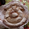 Zdjęcie z Hiszpanii - Słynny majorkański deser - ensaimada, tutaj z dżemem dyniowym