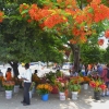 Zdjęcie z Vanuatu - Wszedzie mozna kupic piekne kwiaty