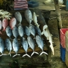 Zdjęcie ze Sri Lanki - wzdłuż południowego wybrzeża takie "targi rybne" to częsty tu widok